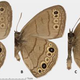 Illustration for article titled Did you know that butterflies have (the weirdest) penises?